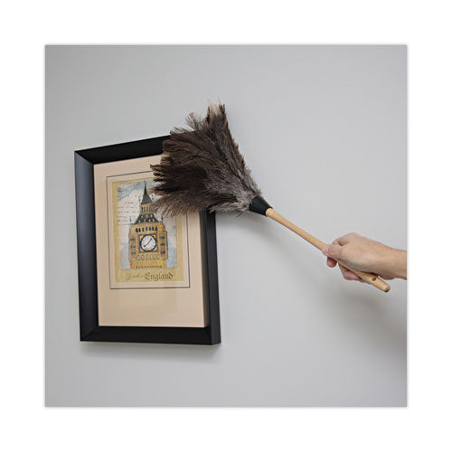 Image of Boardwalk® Professional Ostrich Feather Duster, 13" Wood Handle