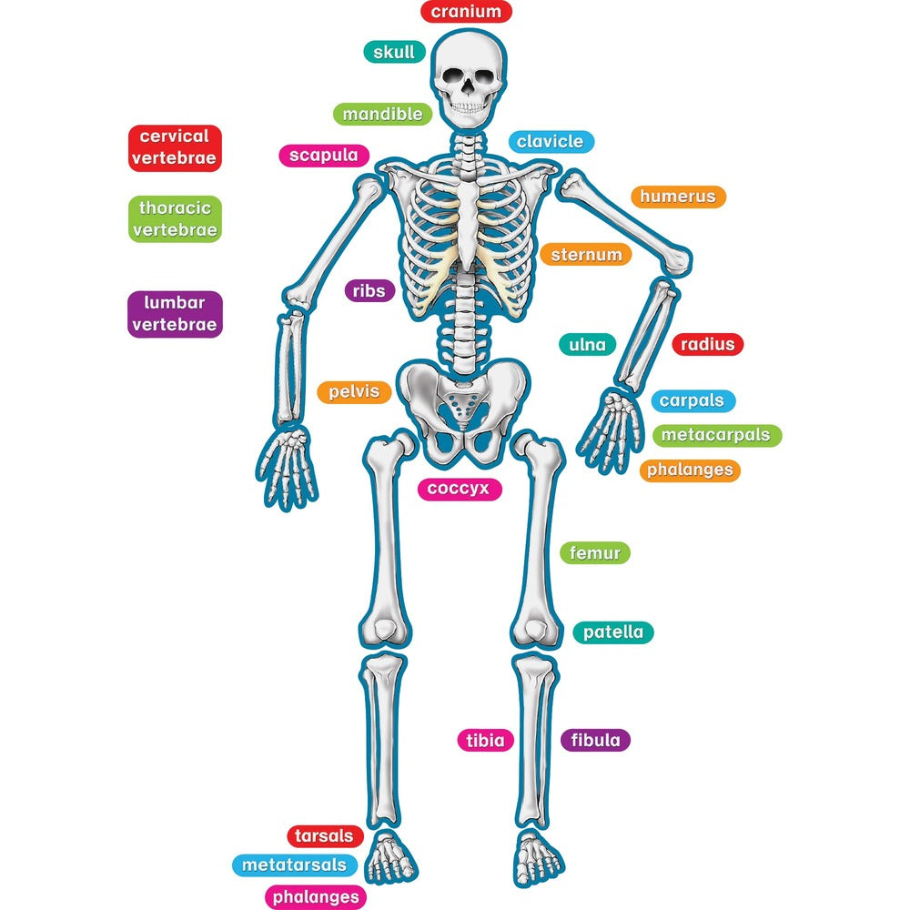 Image of Teacher Created Resources Magnetic Accents, Human Skeleton, 40 Pieces, Multi